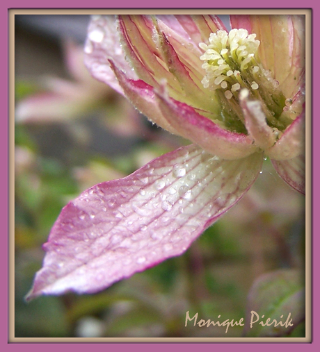 Clematis I