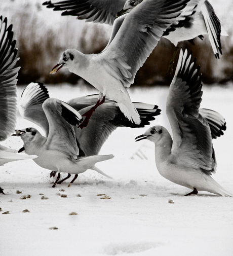 Honger in de sneeuw