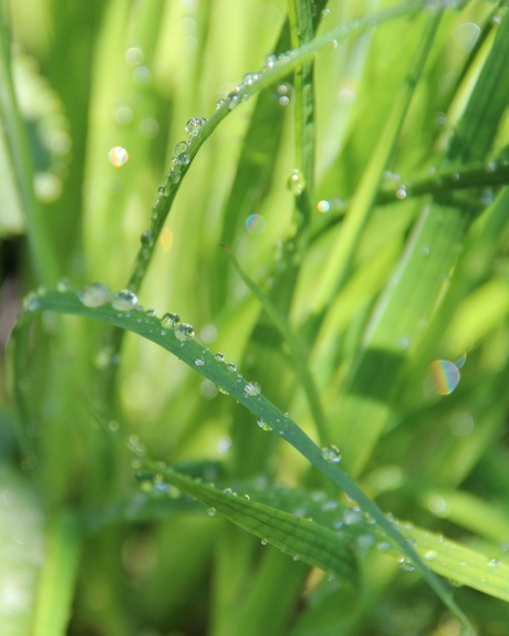 raindrops 2