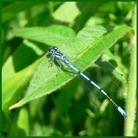 Nog een libelle