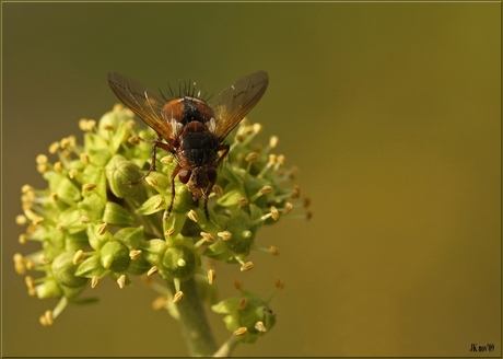 Tachina fera