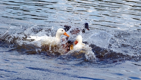 Fighting duckies