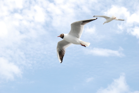 ameland