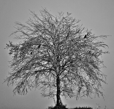 counting crows 2 - - - foto door Ponsje op 17-05-2019