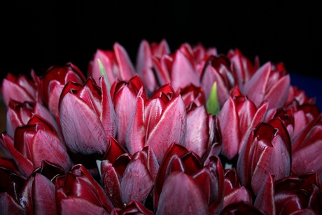 Tulpen