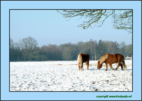 Winters Apeldoorn 14-01-2010