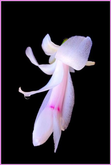 flower of the lidcactus