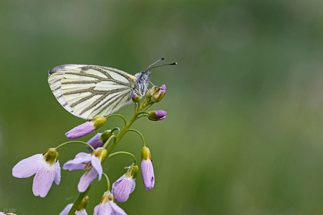 Beauty of nature