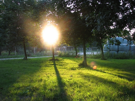 Zon in het bos