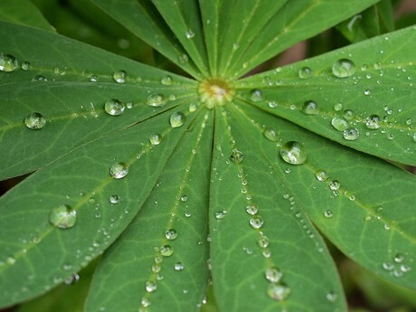 lupine blad