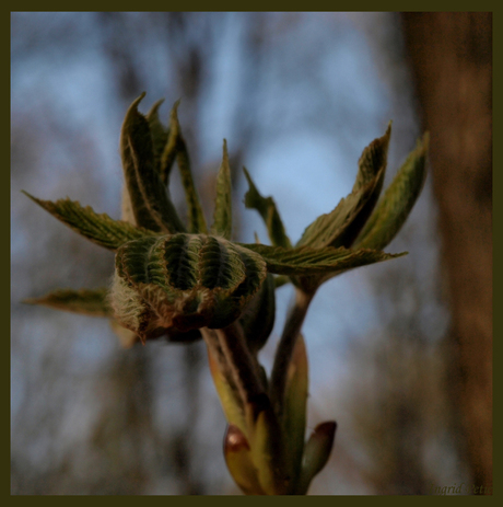Ontluikend kastanjeblad