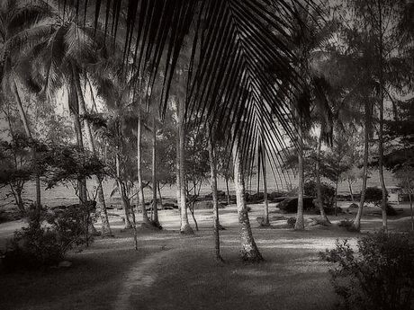 Bomen op Phu Quoc Vietnam