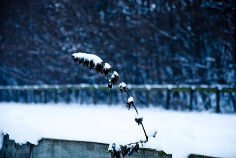 Winter 2010 (2)