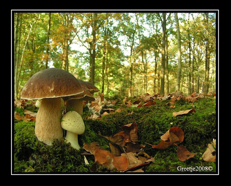 Herfst in het bos