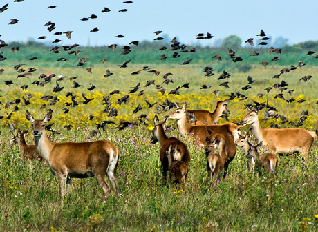 Oostvaardersplassen 2