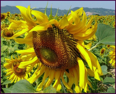 zonnebloem in Itatie