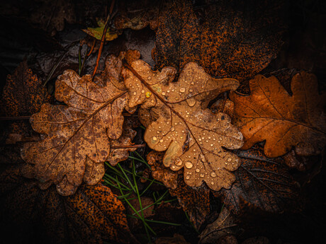 Seizoen van verandering