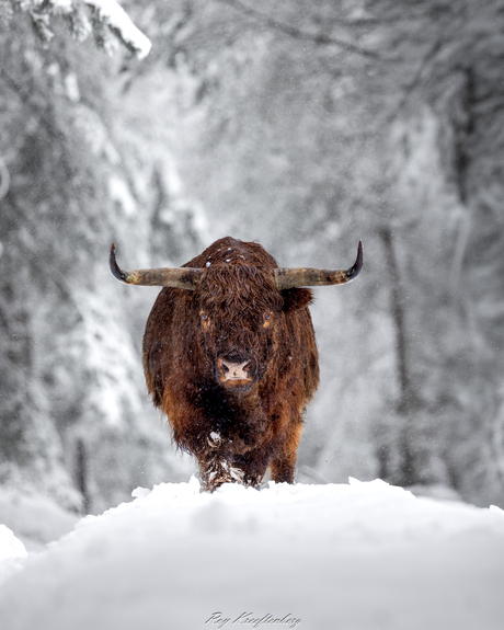 Woeste hooglander stier in sneeuw