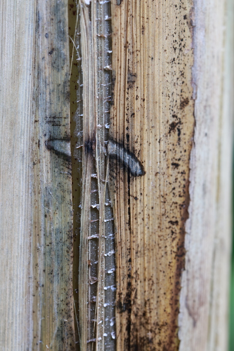 stam/stengel van bananenplant