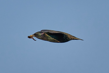 Niets boven een lekkere regenworm.