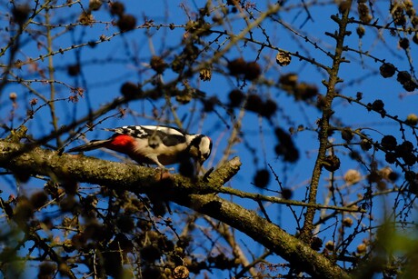 Grote bonte specht 