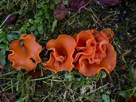 Grote Oranje Bekerzwam