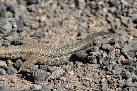 Canarische Hagedis 🦎 