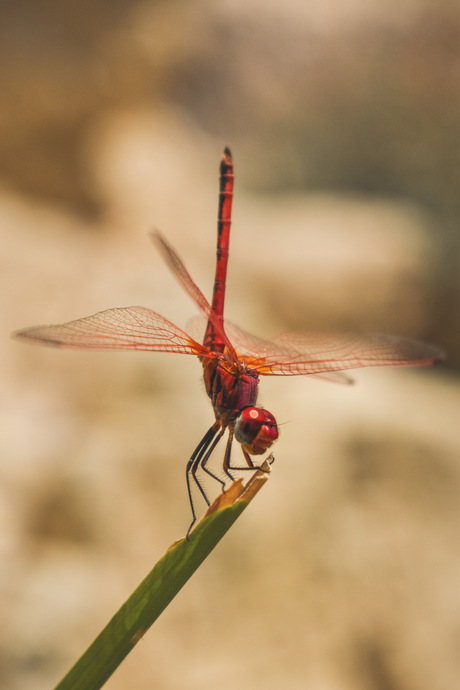  RODE ZONNEWIJZER | TRITHEMIS ARTERIOSA