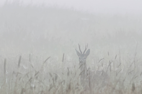 misty