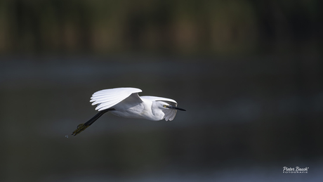 De kleine zilverreiger