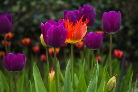 Het jaarlijkse tulpenfeest!