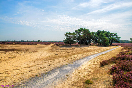 Balloërveld.