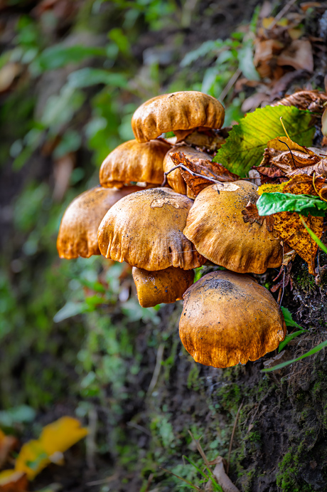 "Paddenstoelen leren ons dat schoonheid vaak in het verborgen groeit."