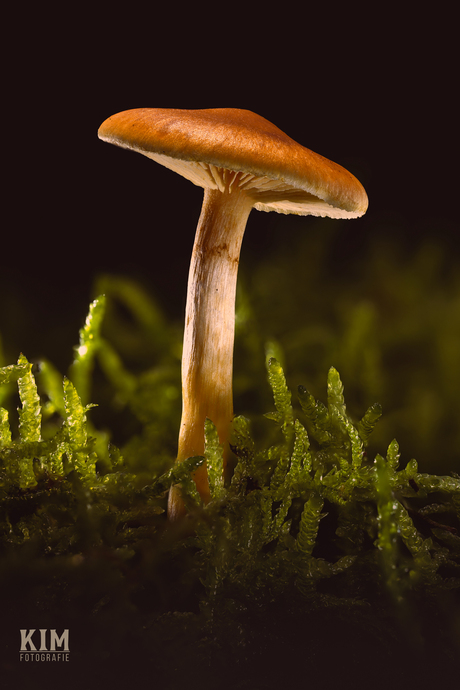 Magical Forest mushroom 