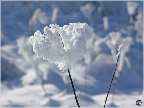 Sneeuwhartje …