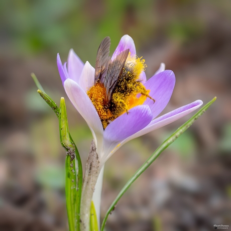 Een goudgeel stuifmeelbad in de krokus.