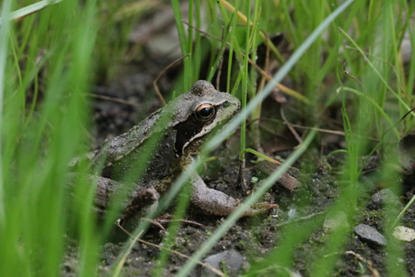Kikker in de Peel 