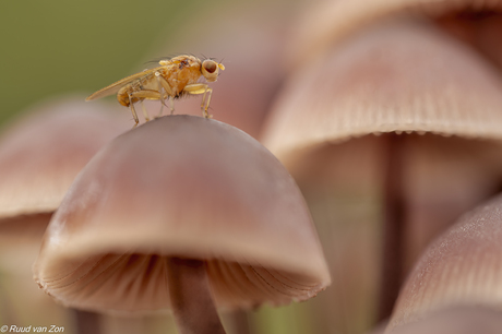De Grote Bloedsteelmycena met Kleine Strontvlieg