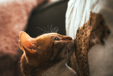  rood gestreepte kat die binnenshuis aan een stoffen kussen snuffelt 