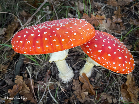 Rode paddenstoelen met witte stippen