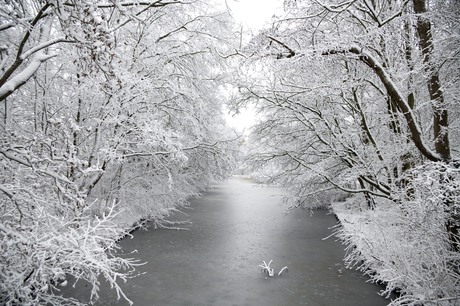 Witte bomen bij het water