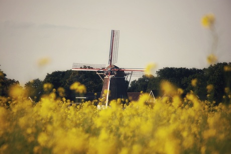 Koolzaadveld bij Noord Sleen 