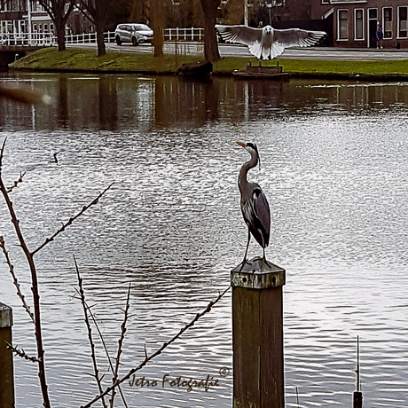 Meeuw versus reiger in de Alkmaarse singel...