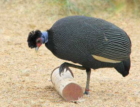 Roodkopkroonparelhoen