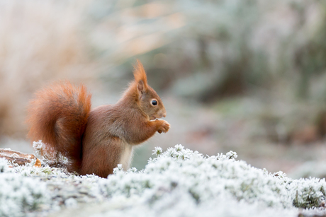 Eekhoorn in de sneeuw