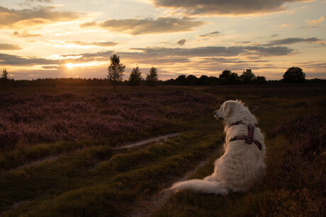 golden retriever genieten van de zonsondergang op de heide