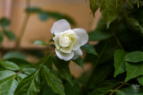 Witte Roos