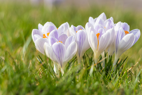 Voorjaarsbloemen