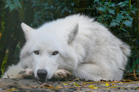 Witte wolf