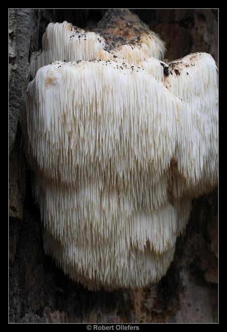 Pruikzwam (Hericium erinaceus)